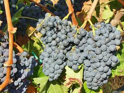 Bottiglie di Carignano del Sulcis vino rosso Sardegna vigneti antichi suolo sabbioso