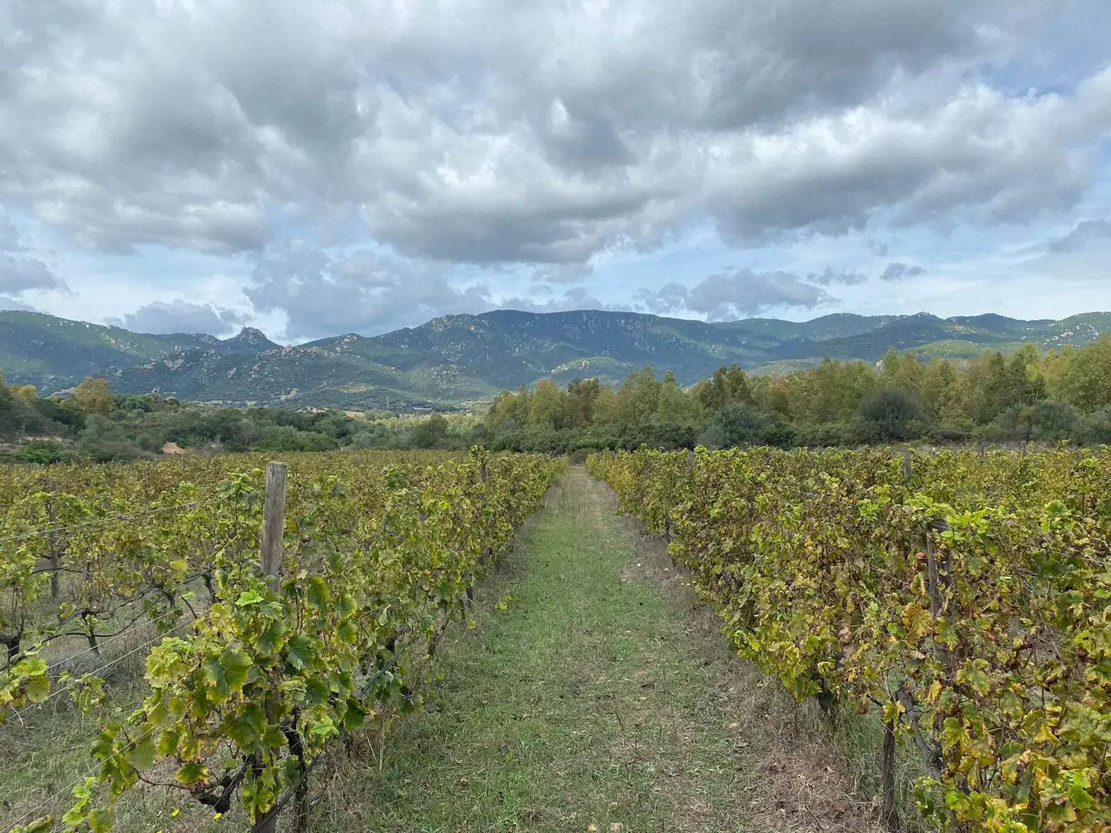 Panoramic view of Villasimius e Sarrabus vineyards with sea and hills in Sardegna