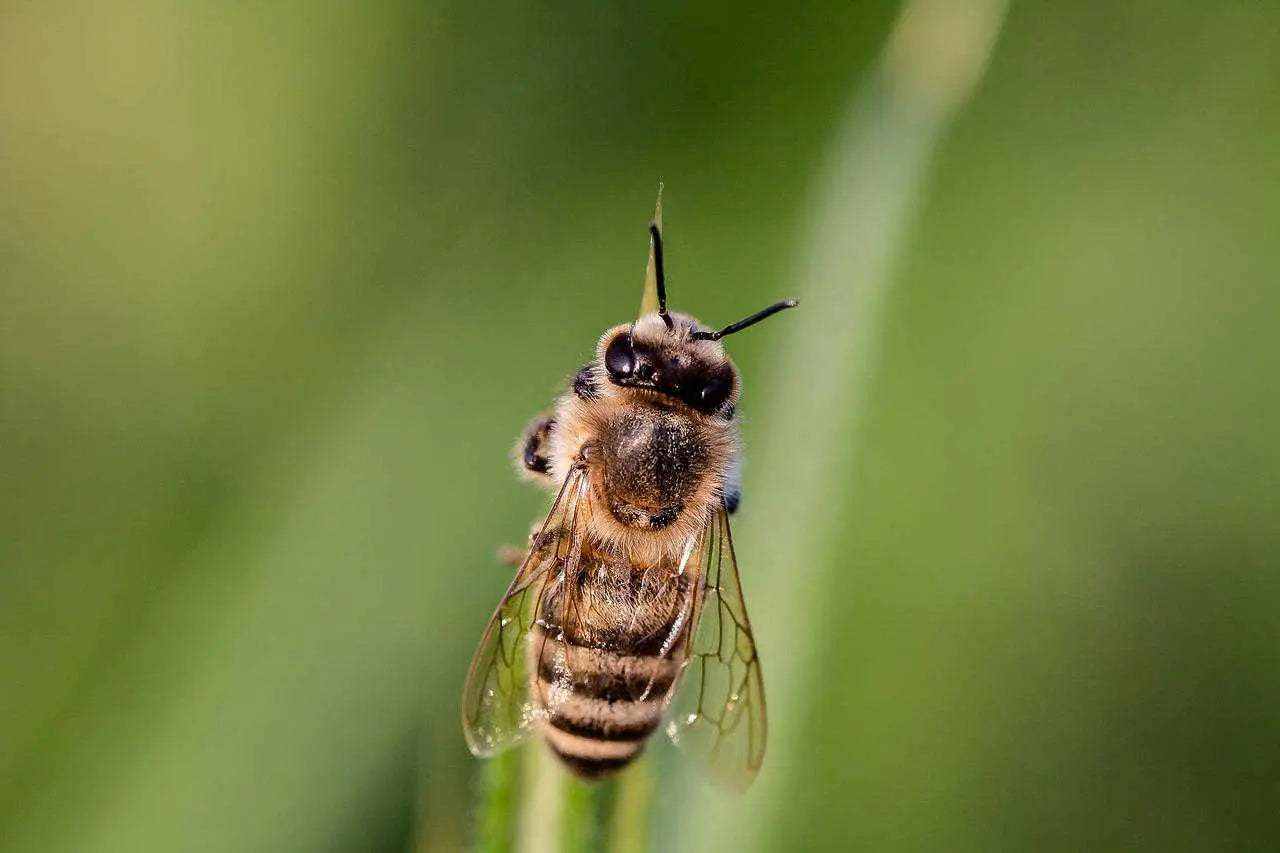Close-up of fuchi, the male bees of the Sardinian hive, highlighting their large eyes and robust bodies