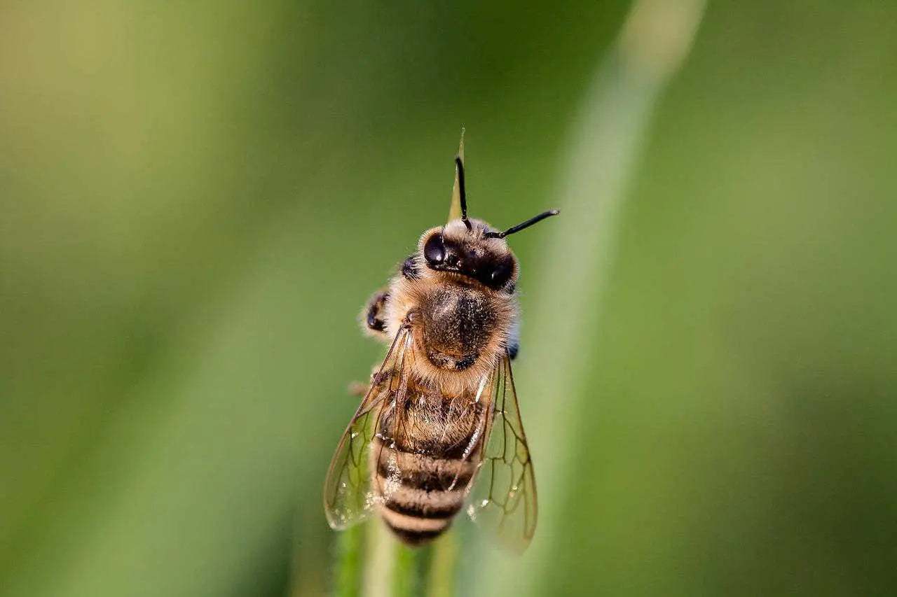 Close-up of fuchi, the male bees of the Sardinian hive, highlighting their large eyes and robust bodies