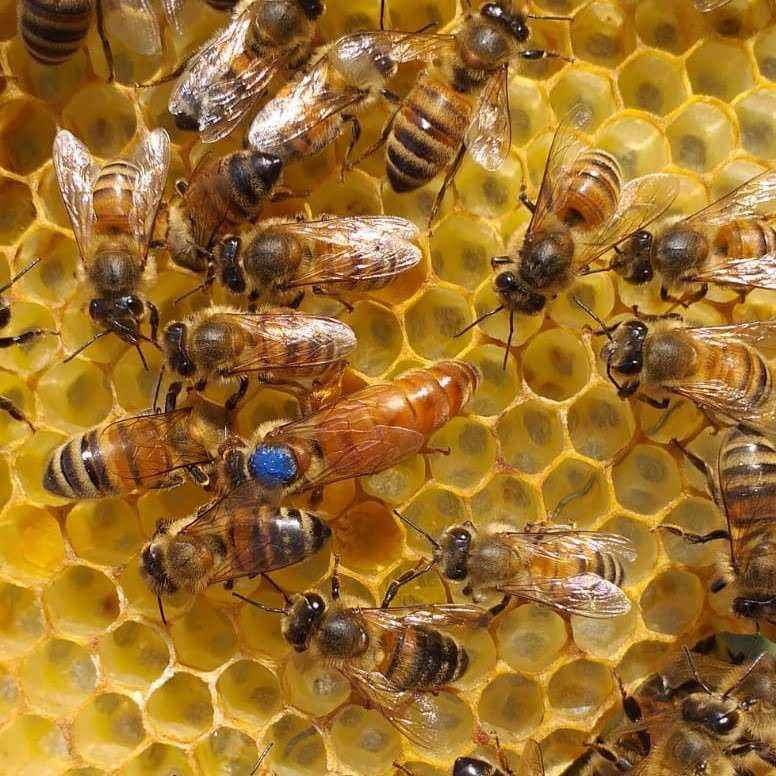 Primo piano di ape regina ligustica con dettagli netti sul corpo e ali trasparenti