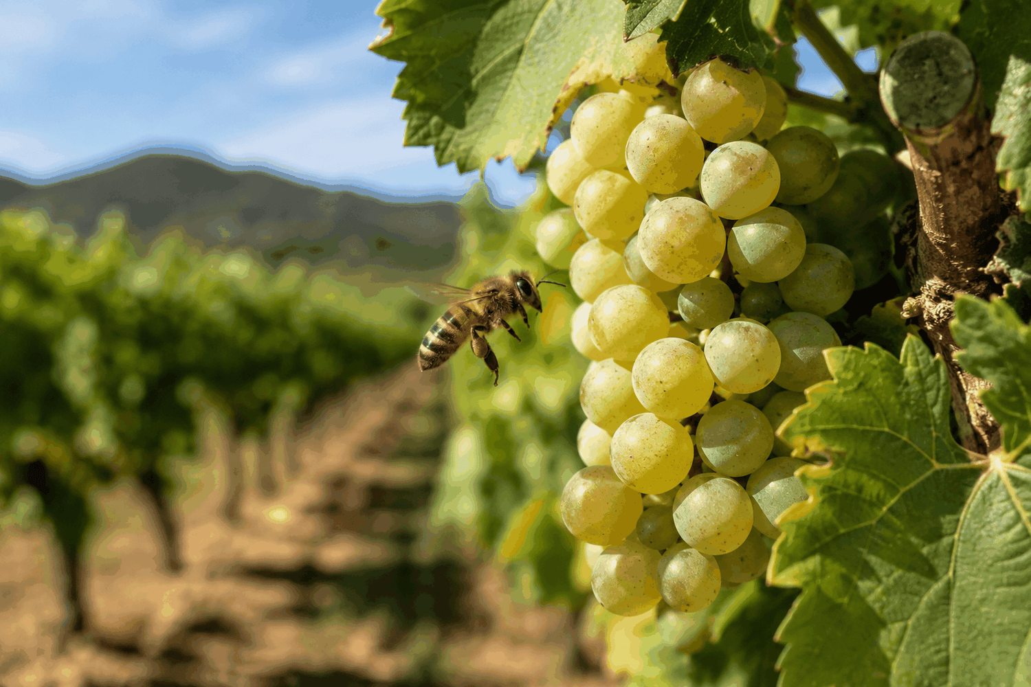 Qual è il ruolo delle api nei vigneti? Colline del Vento
