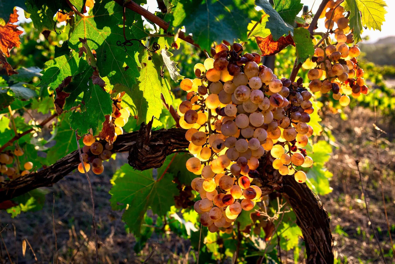 Bottiglia di Vermentino di Sardegna con bicchiere di vino bianco su sfondo mediterraneo