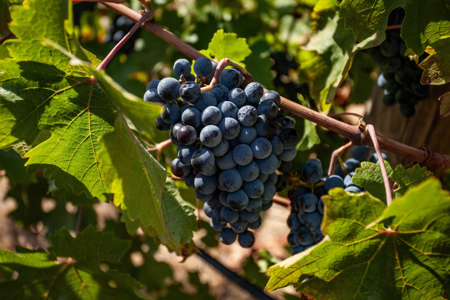 Antichi reperti archeologici e vinaccioli del vitigno Cannonau, storia del vino sardo autoctono, Sardegna.