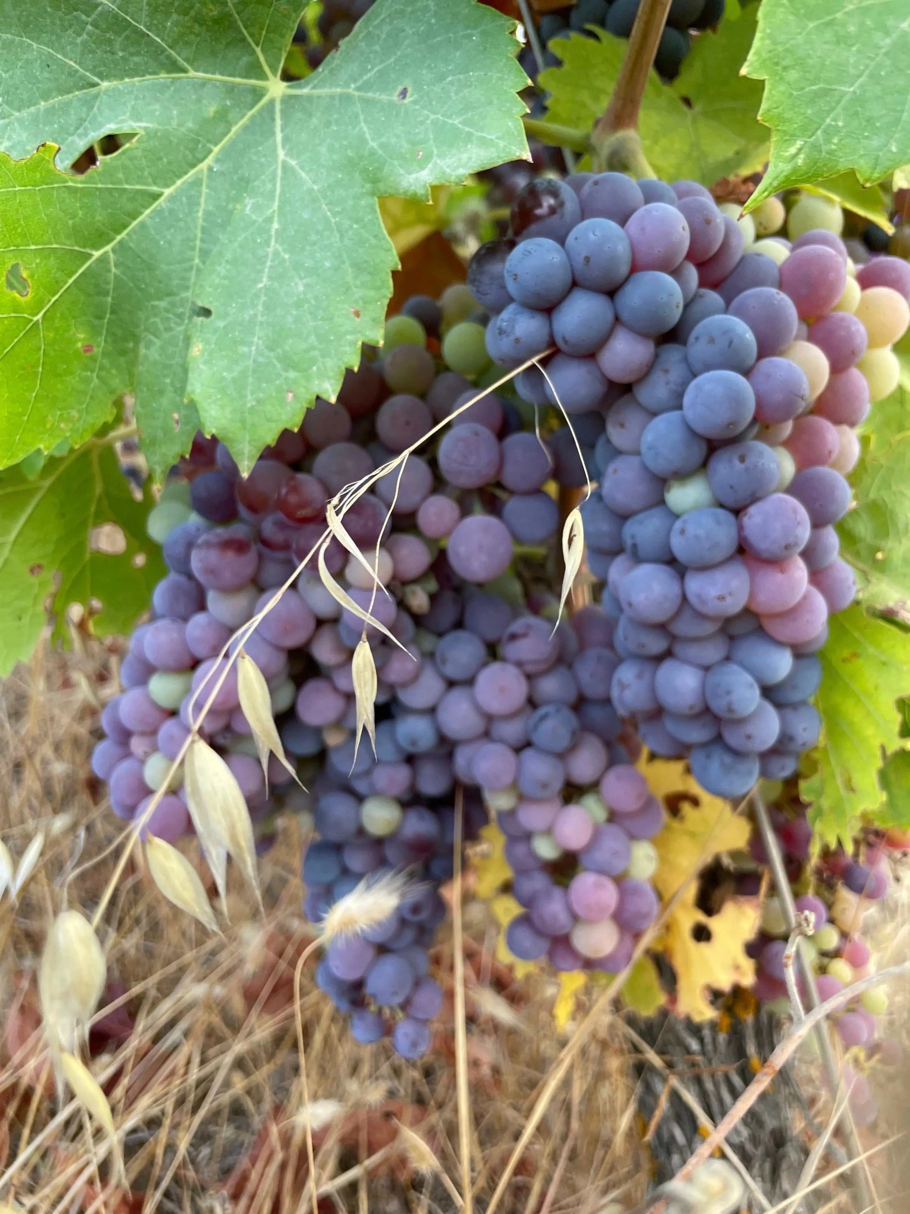 Bottiglia di Cannonau vino rosso simbolo della Sardegna con bicchiere e vigneti sullo sfondo