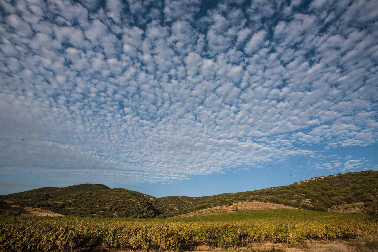 Vineyard landscape of Colline del Vento winery in Sardinia with grapevines and rolling hills under a clear sky