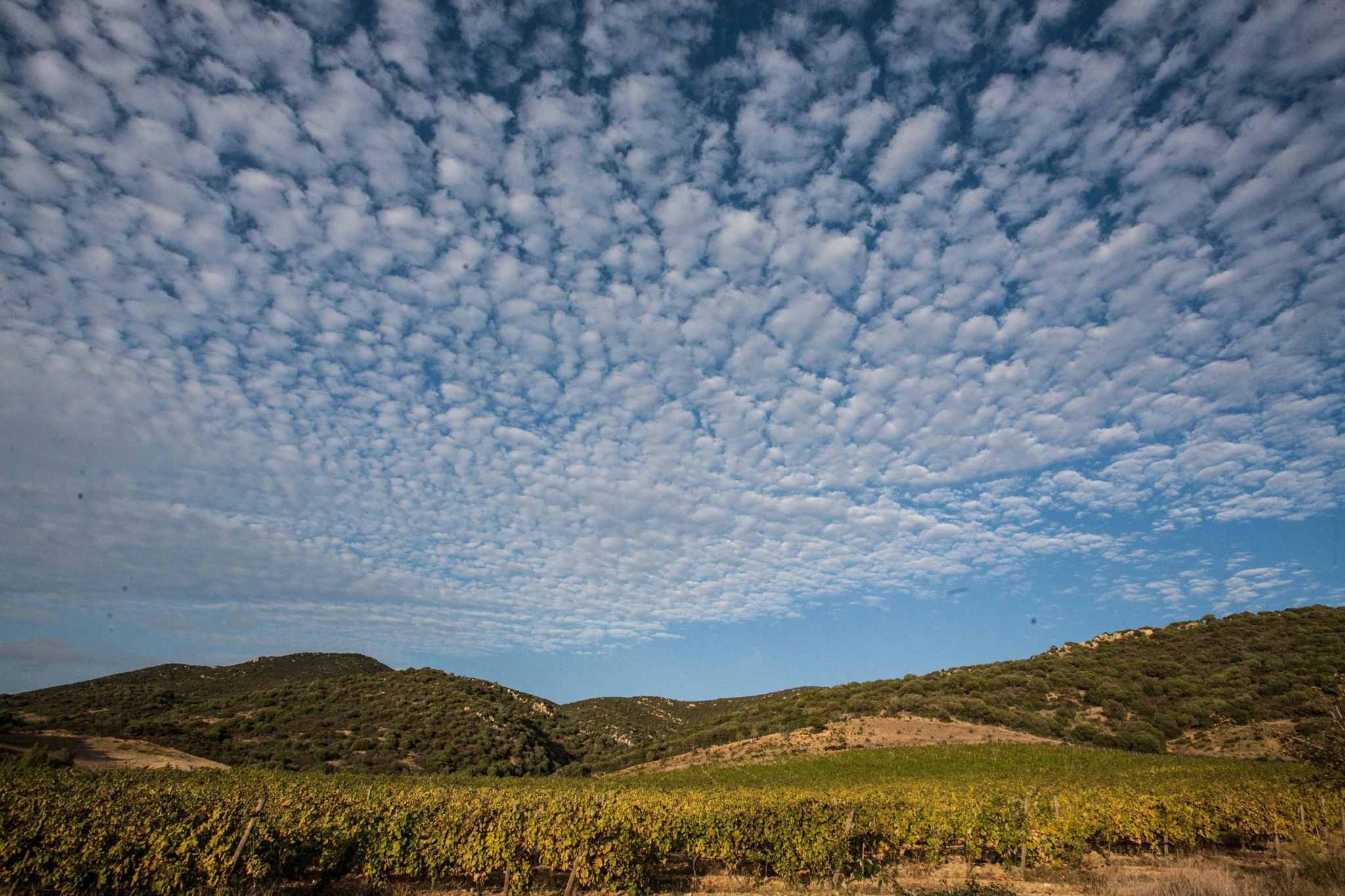 Vineyard landscape of Colline del Vento winery in Sardinia with grapevines and rolling hills under a clear sky