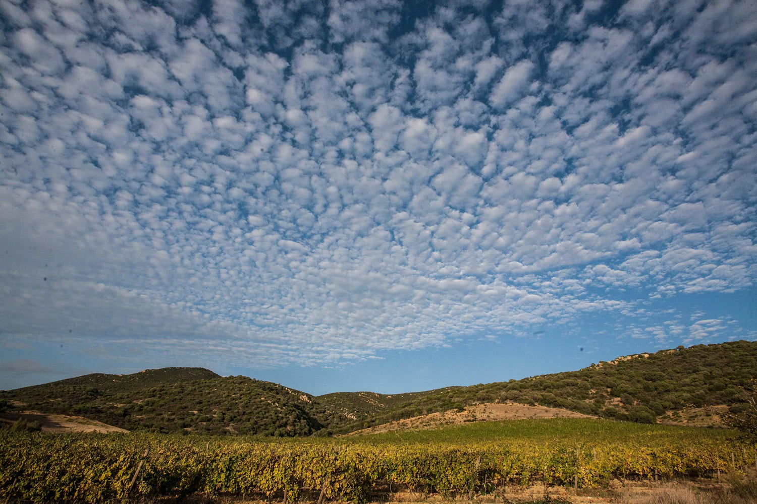 Vineyard landscape of Colline del Vento winery in Sardinia with grapevines and rolling hills under a clear sky