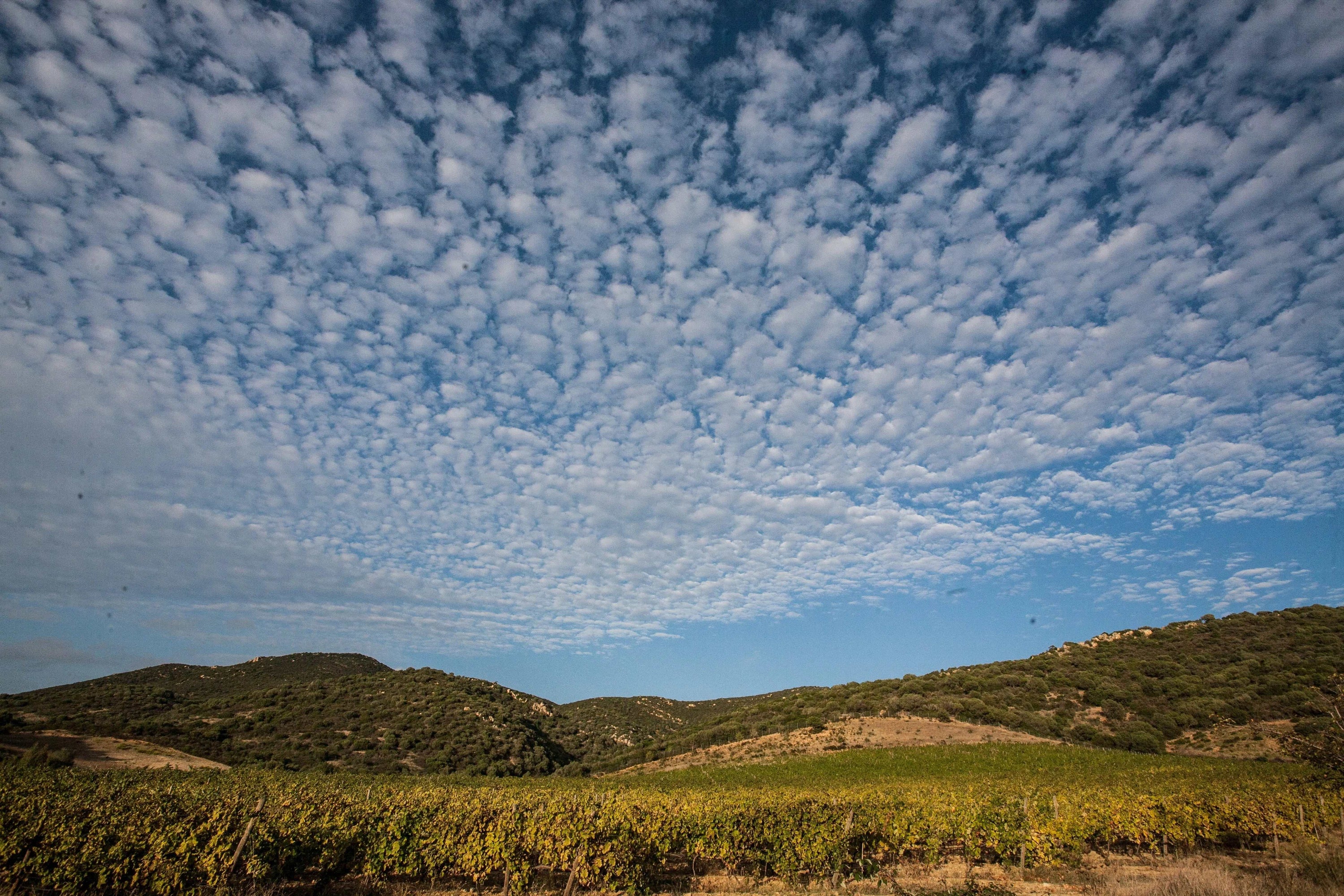 Vineyard landscape of Colline del Vento winery in Sardinia with grapevines and rolling hills under a clear sky