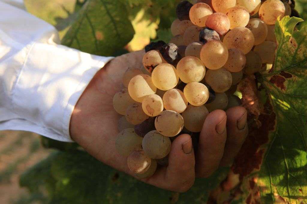 vigneto con filari di viti su terreno granitico al tramonto rappresenta il terroir del vino