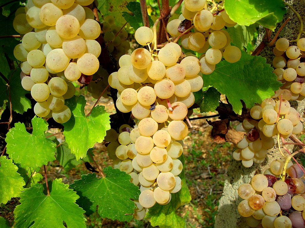 Vernaccia di Oristano: il vino sardo che non somiglia a niente