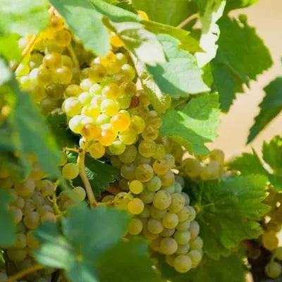 Vigneto Nuragus Sardegna con grappoli d'uva bianca e foglie verdi trilobate, tipico vitigno autoctono sardo