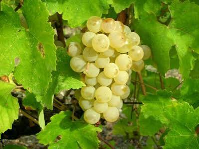 Malvasia di Bosa: il vino sardo che rischia di sparire
