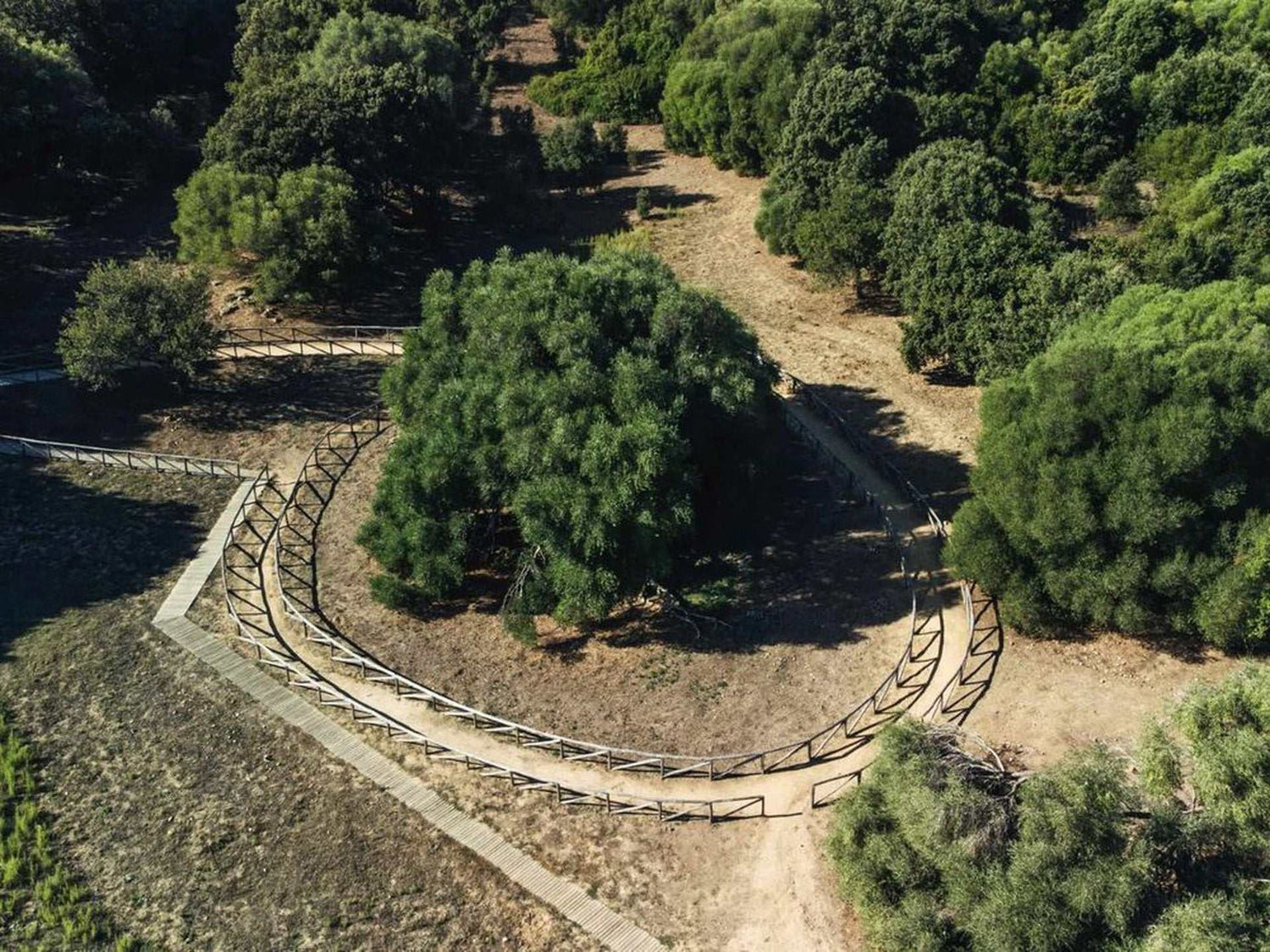 Alberi millenari in Sardegna con ulivi secolari e paesaggi naturali storici