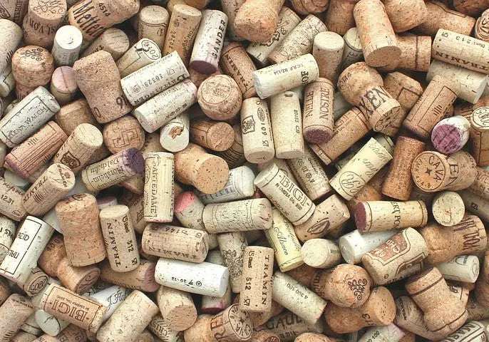 Quercia da sughero in Sardegna con corteccia estratta per la lavorazione del sughero tradizionale