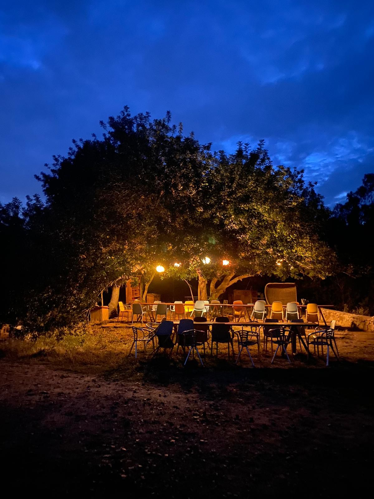 l'albero di carrubo sotto il quale si fanno le degustazioni a Villasimius