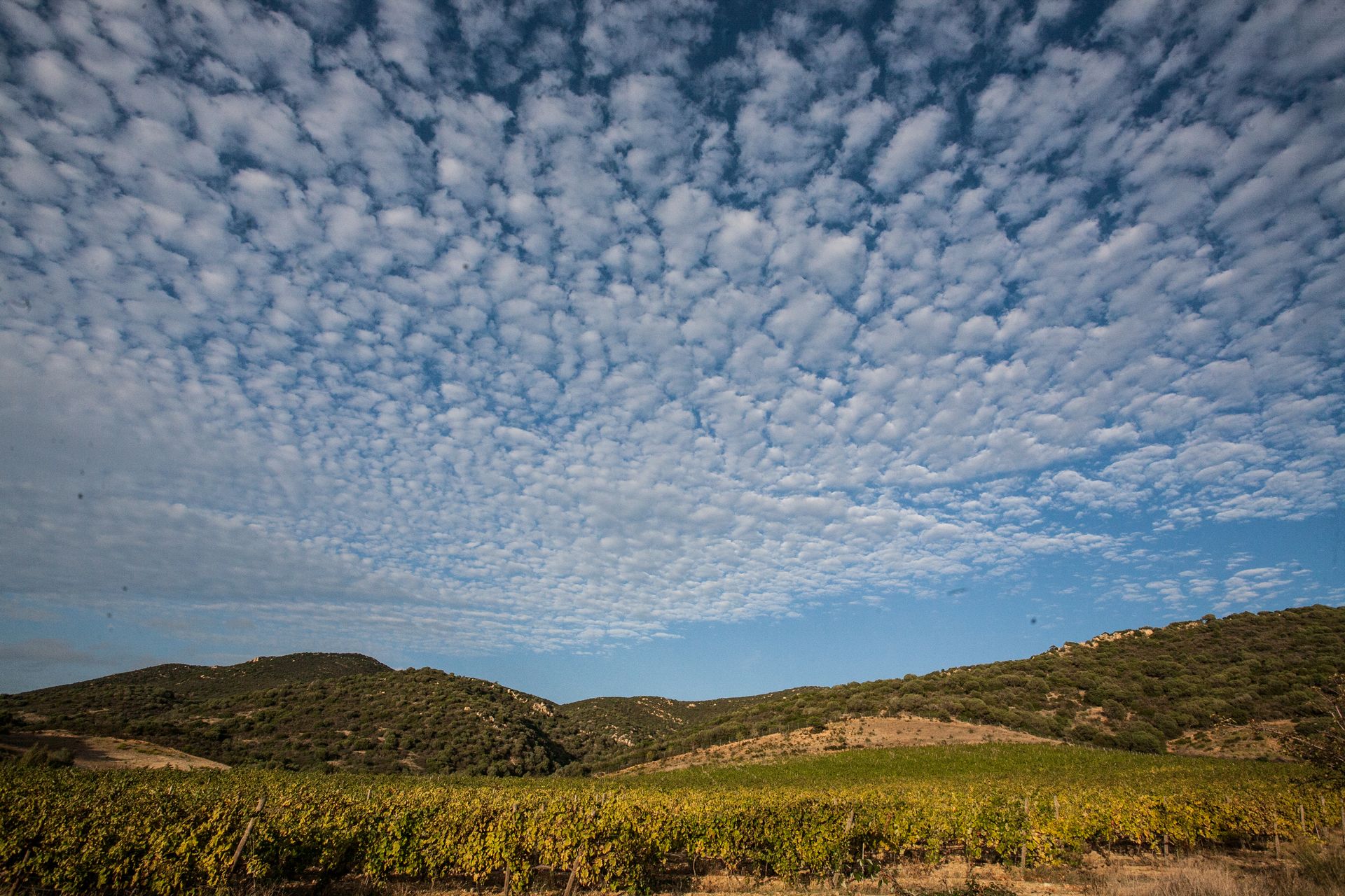 La vigna di Colline del Vento sotto un cielo a pecorelle, tra le colline di macchia mediterranea