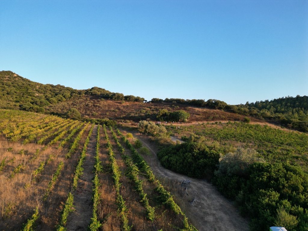 Vista dall'alto dei filari in collina tra la macchia mediterranea