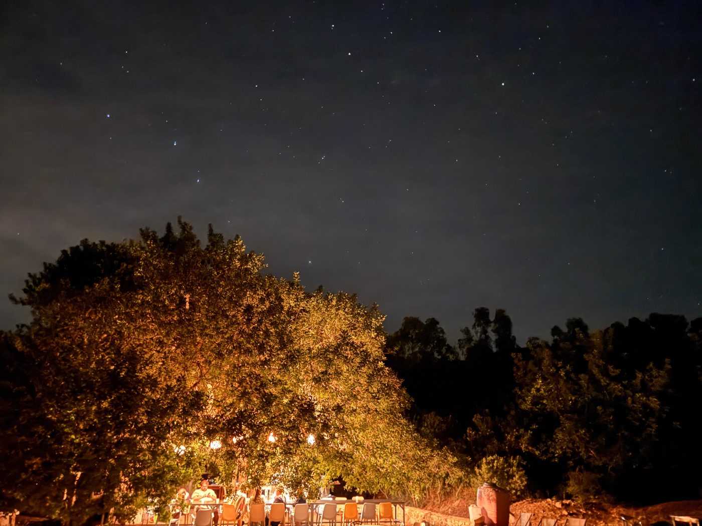 Tavolata illuminata sotto un grande albero, con il cielo stellato sopra la vigna