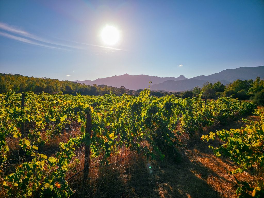 I filari di Colline del Vento al sole, con le montagne del Sarrabus sullo sfondo