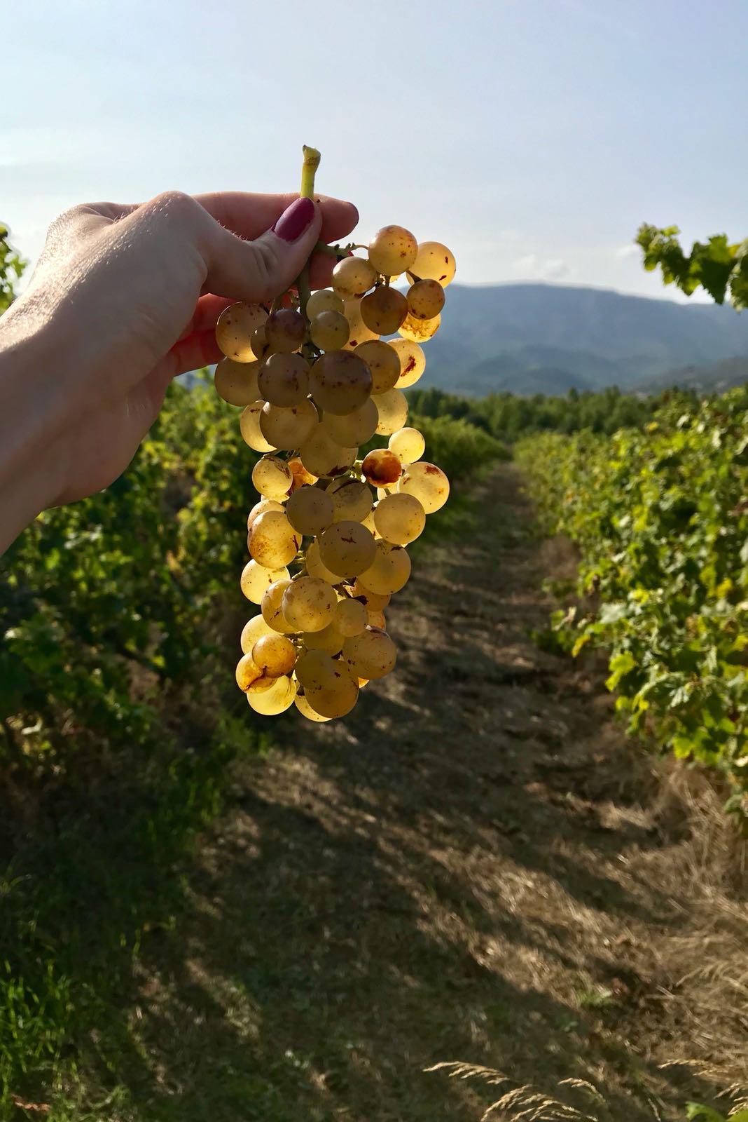 un grappolo di vermentino in sardegna pronto per la vendemmia 2026