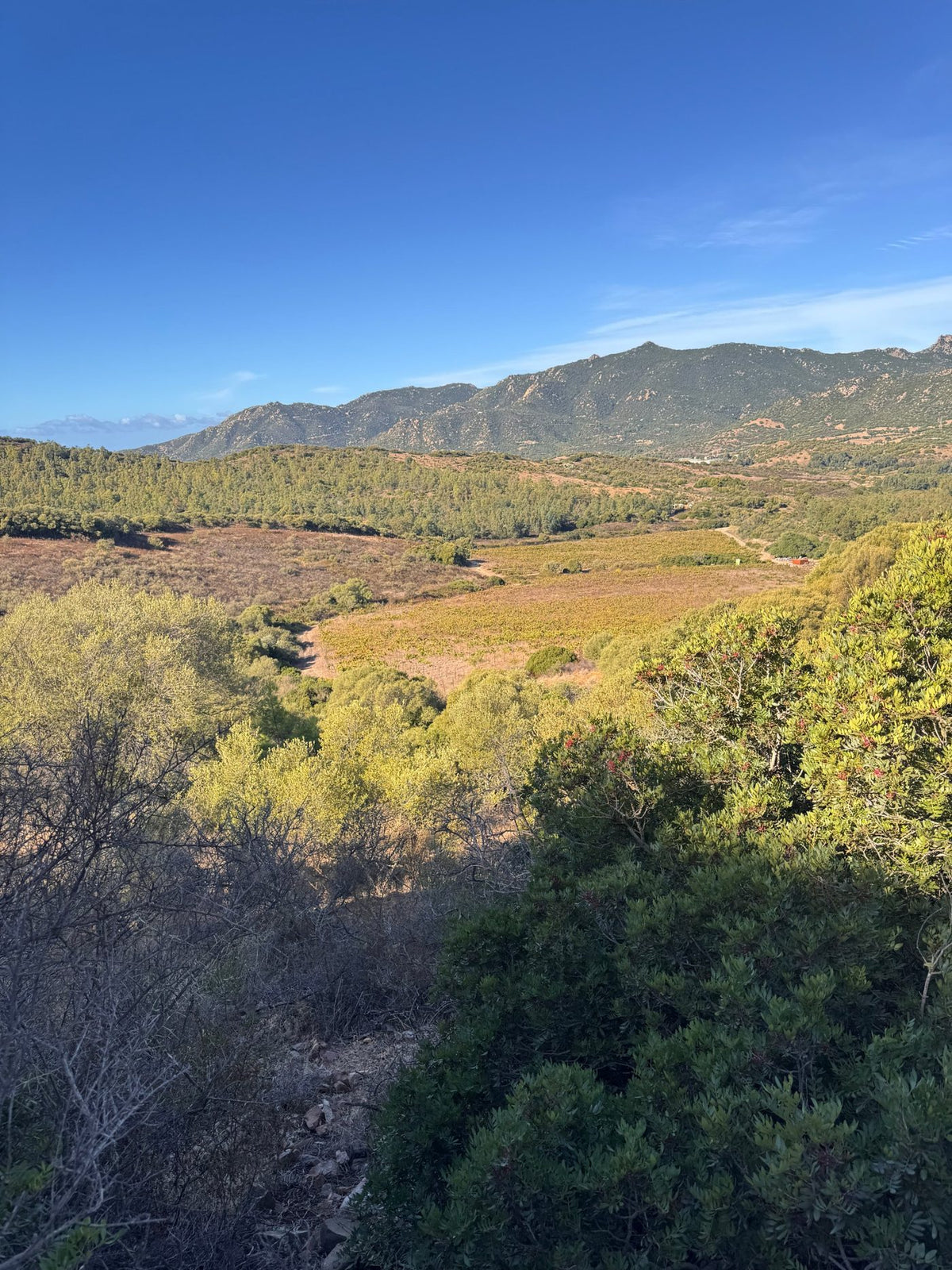 La vigna di Colline del Vento vista dall'alto, tra la macchia mediterranea e le montagne del Sarrabus